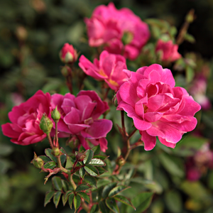 Violet mov - trandafir pentru straturi Polyantha
